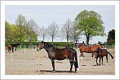 Pferde auf der Koppel