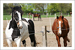 Pferde auf der Koppel